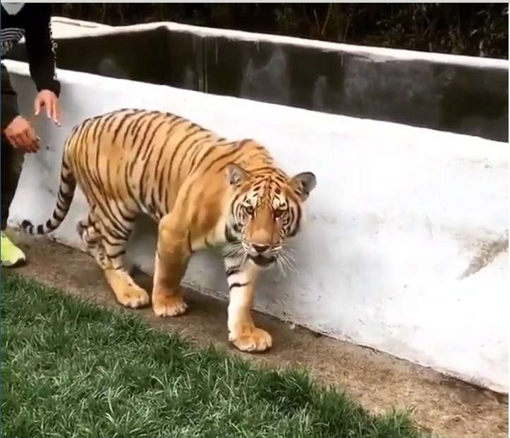 Human spooks Tiger!