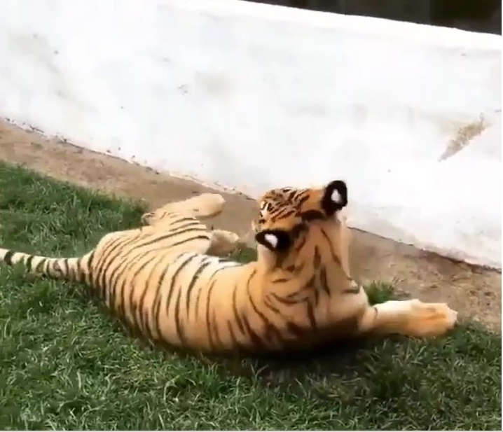 Human spooks Tiger!