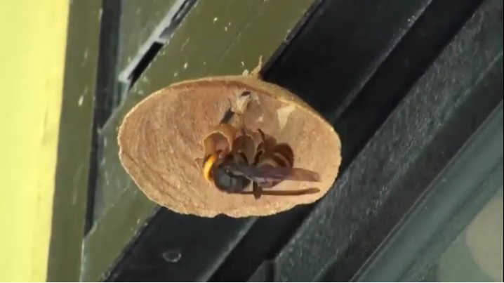 Giant Hornet Queen Nest Timelapse