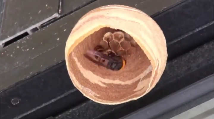 Giant Hornet Queen Nest Timelapse